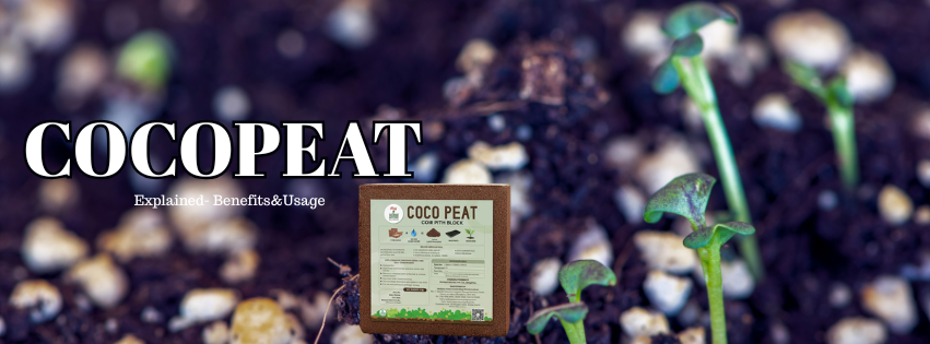 Cocopeat Explained: Benefits, Uses &amp; Application Guide for Home Gardeners