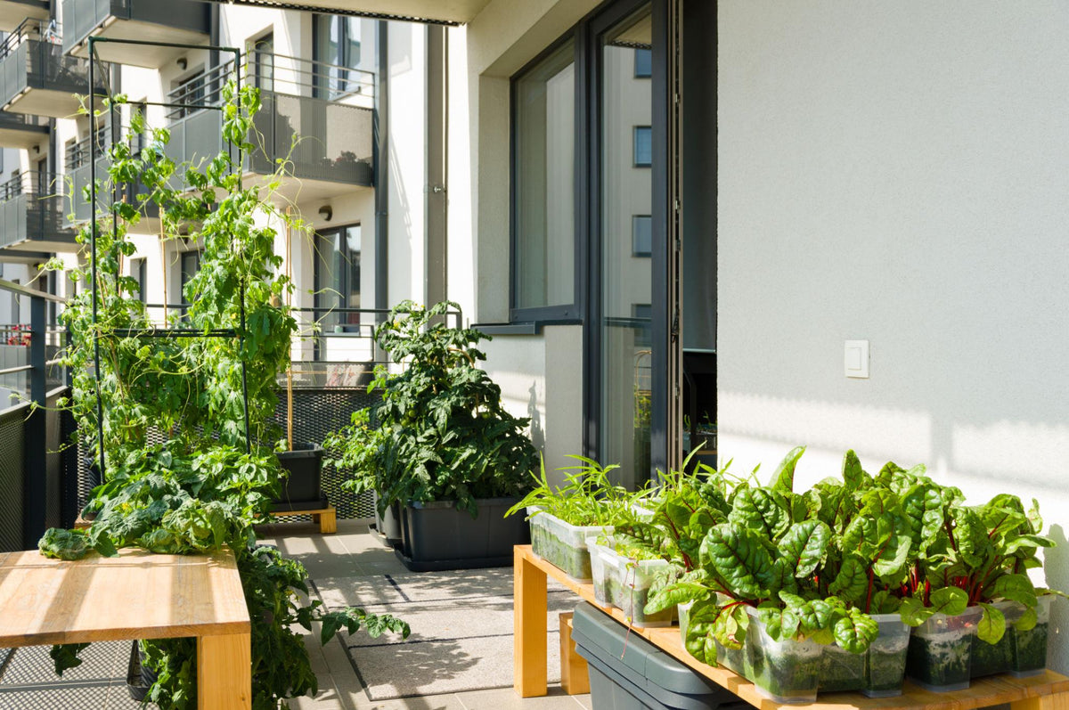 How to Start a Kitchen Garden at Home | Balcony & Terrace Guide ...