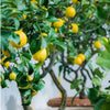 Sweet Lemon Live Plant Sapling