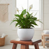 Petal Vine Metal Planter Pot