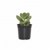 Jade Indoor Plant