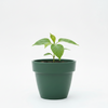 Custard Apple NMK Gold Live Plant Sapling