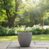 Custard Apple NMK Gold Live Plant Sapling