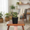 Jade Indoor Plant