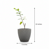 Custard Apple NMK Gold Live Plant Sapling