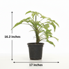 Syngnoium green Indoor Plant