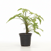 Syngnoium green Indoor Plant