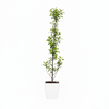 Hot Apple HRMN-99 Live Plant Sapling