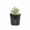 Silver Spoons Succulent Indoor Plant