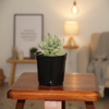 Silver Spoons Succulent Indoor Plant