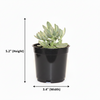 Silver Spoons Succulent Indoor Plant