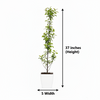 Hot Apple HRMN-99 Live Plant Sapling