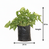 Syngnoium gold Indoor Plant