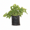 Syngnoium gold Indoor Plant