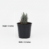 Zebra Haworthia Succulent Indoor Plant