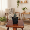 Zebra Haworthia Succulent Indoor Plant