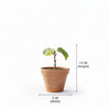 Kiwi Live Plant Sapling