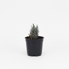 Zebra Haworthia Succulent Indoor Plant