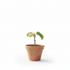 Kiwi Live Plant Sapling