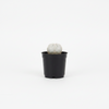 Bishop's Cap Cactus indoor Plants
