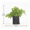 Syngnoium green Polybag