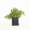 Syngnoium green Polybag
