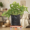 Syngnoium green Polybag