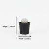 Bishop's Cap Cactus indoor Plants