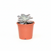 Star succulent big Indoor Plant