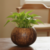 Mug Coconut Planter Pot (zig zag)