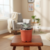 Star succulent big Indoor Plant