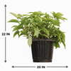 Syngnoium green