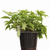 Syngnoium green