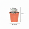 Star succulent big Indoor Plant
