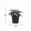 Star succulent small Indoor Plant
