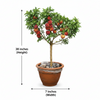 Water Apple Live Plant Sapling