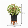 Syngnoium pink 10 Pot