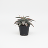 Star succulent small Indoor Plant