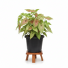 Syngnoium pink 10 Pot