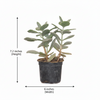 Leaf Succulent Indoor Plant