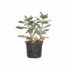 Leaf Succulent Indoor Plant
