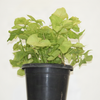 Syngnoium Gold Indoor Plant