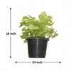 Syngnoium Gold Indoor Plant