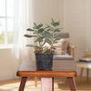 Leaf Succulent Indoor Plant