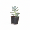 Moonstone Indoor Plant