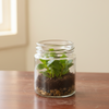 Lotus Glass Bowl Planter Pot