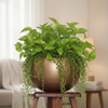 Wall & Hanging Planter Bowl Pot