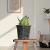 Snake Indoor Plant