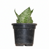 Snake Indoor Plant