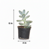 Moonstone Indoor Plant